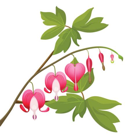 Royalty Free Bleeding Heart Clip Art, Vector Images & Illustrations - iStock