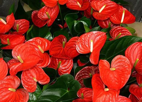 Anthurium Flower: Meaning, Symbolism, and Colors | Pansy Maiden