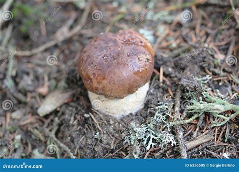 Brown mushroom stock image. Image of fleshy, spore, fungus - 6336505