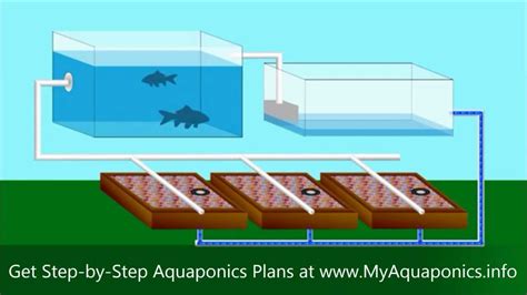 DIY Aquaponics | Do It Yourself Aquaponics Systems | Starter Kit - Herbal Plant Power