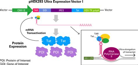 pHEK293 Ultra Expression Vectors overview