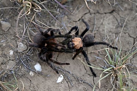 Photos: 2022 tarantula mating "migration" in Southern Colorado