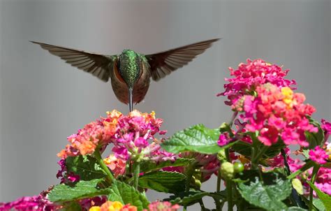 Hummingbird Wallpapers - Wallpaper Cave