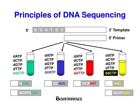 PPT - High Throughput DNA Sequencing PowerPoint Presentation, free download - ID:3410863