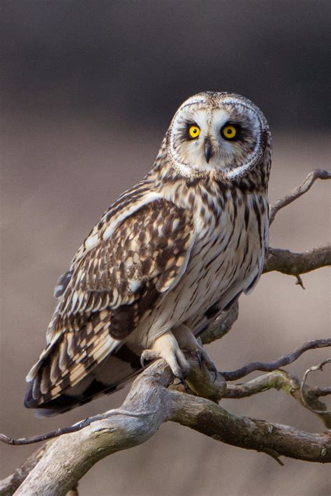 Short-eared Owl | Audubon Field Guide