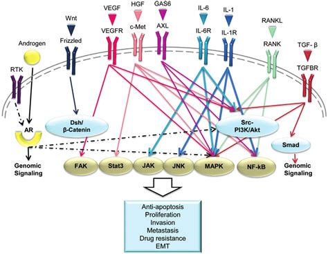 Cytokine Signaling Pathway