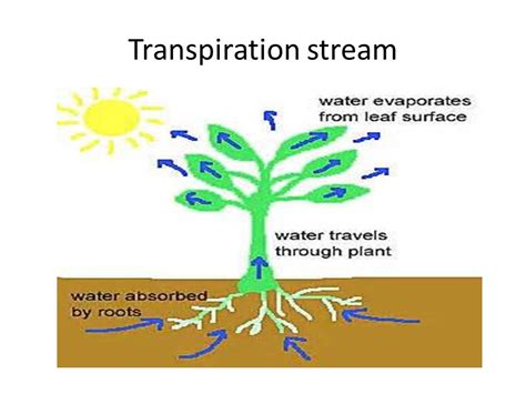 Transpiration and translocation