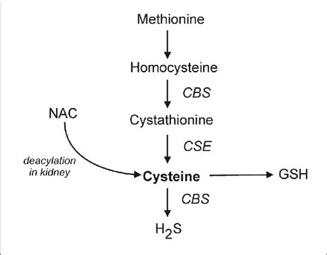 Metabolic formation of cysteine. Methionine, an essential amino acid... | Download Scientific ...