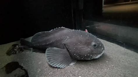 Meet The Blob Sculpin - deepseawonders.net