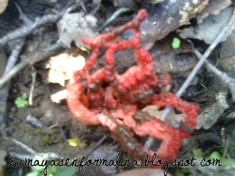 ZUMAYAS EN FORMALINA: Un hongo alienígena; Clathrus ruber