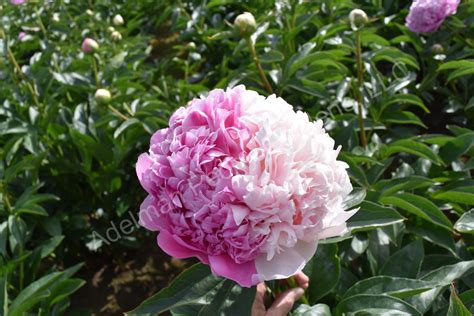 The Mister Ed Peony | Adelman Peony Gardens