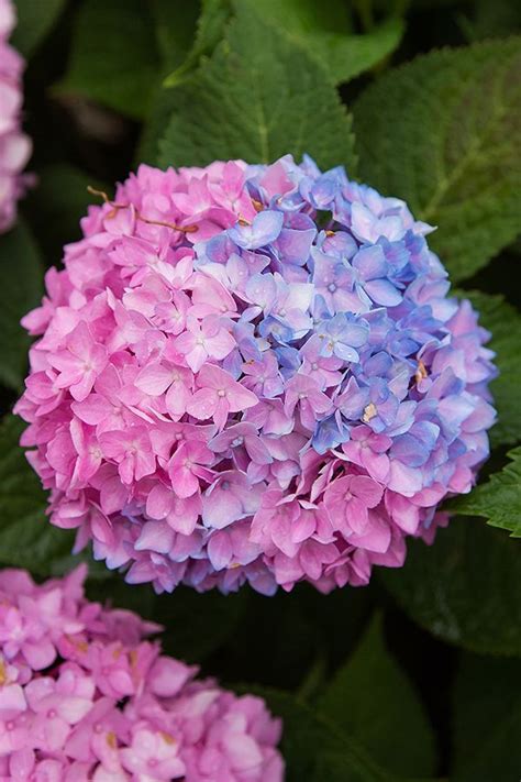 Erin Zimpel: Blue Hydrangea Flower Meaning - Extra Large Hydrangea ...