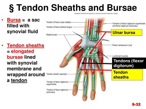 Hand Tendon Sheath Anatomy