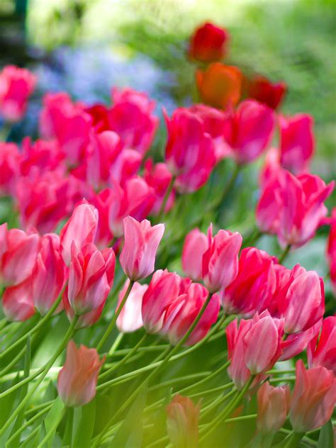 Pink Garden Tulips in Tilt Shift Lens · Free Stock Photo