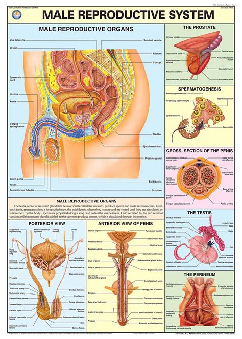 The Male Reproductive System Wall Chart (Human Body Chart) Both Side Hard Laminated (Size 48 X ...