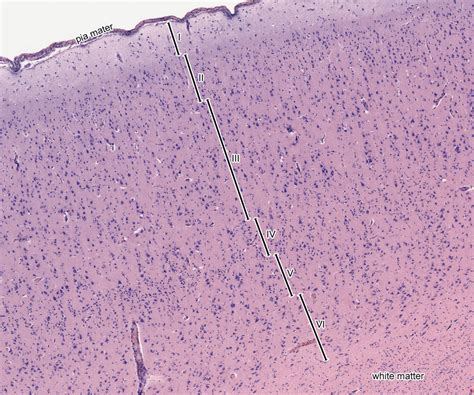 Central Nervous System and Quiz 2 | histology