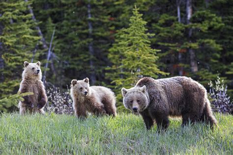 Canada, Alberta, Jasper and Banff National Park, Grizzly bears, mother ...