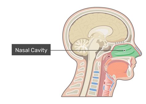 What Is The Nasal Cavity Flash Sales | cityofclovis.org