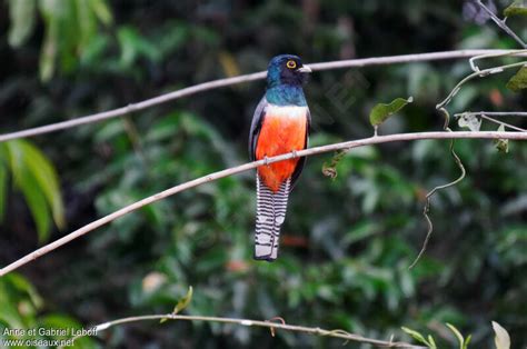 Blue-crowned Trogon - Pictures, page 1