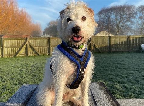 Unwanted dog passes 500th day in kennels at Brent Knoll RSPCA centre