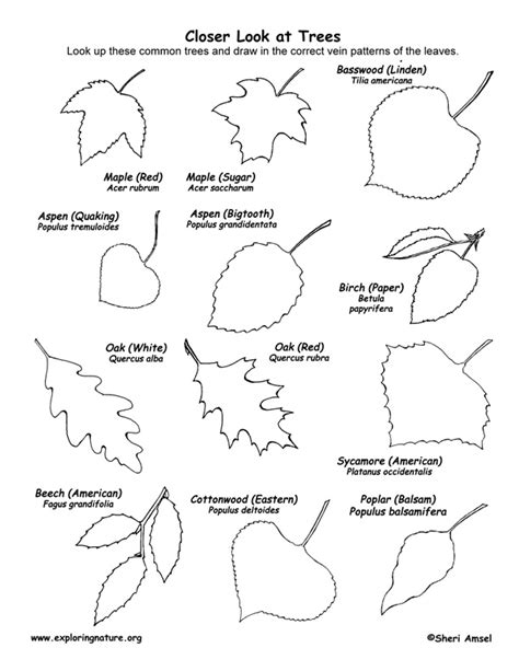 Deciduous Tree Identification by the Leaves