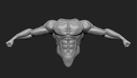 anatomy 3D model Male Torso | CGTrader