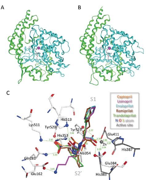 Molecular Structures of ACE, AnCE and typical ACE inhibitors in the... | Download Scientific Diagram