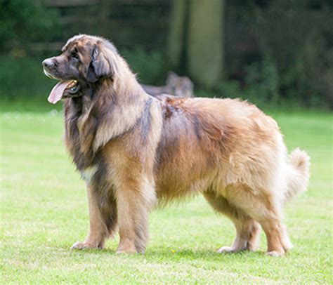 Leonberger Puppies 2012