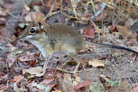 Elephant Shrew: Facts About the Adorable African Sengi