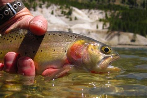 Yellowstone Cutthroat Trout | Montana FWP