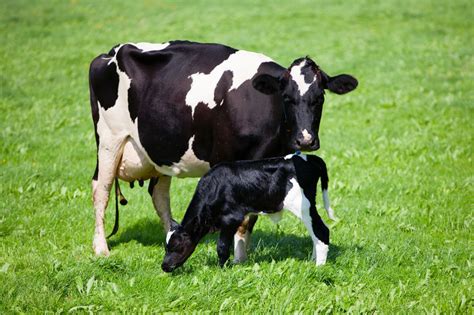 Holstein Calves