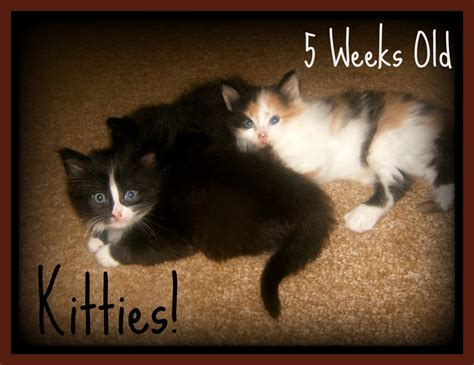 Newborn Kittens: What You Need to Know | PetHelpful