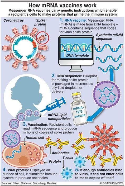 Explaining mRNA Vaccines in Simple Terms - Buffalo Healthy Living Magazine