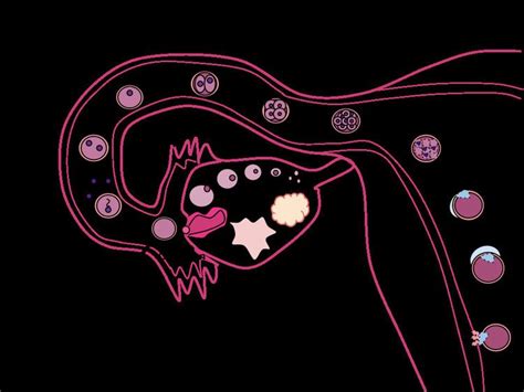 Implantation (human embryo) - Alchetron, the free social encyclopedia