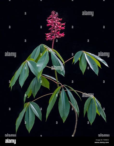 Branch of red buckeye tree (Aesculus pavia) showing flower and leaves ...