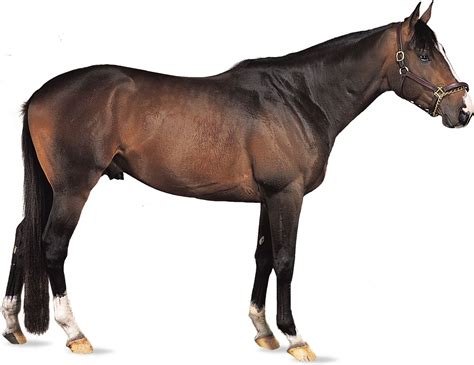 Thoroughbred | Racing, Performance, Pedigree | Britannica