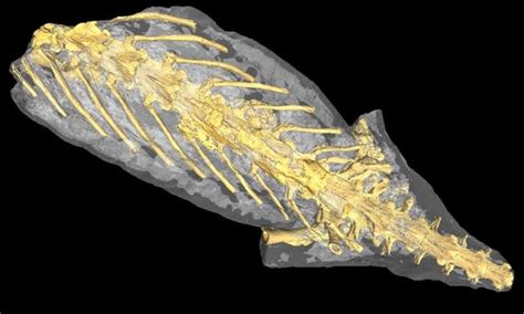 'Mummified' salamander fossil reveals its organs – and its last meal ...