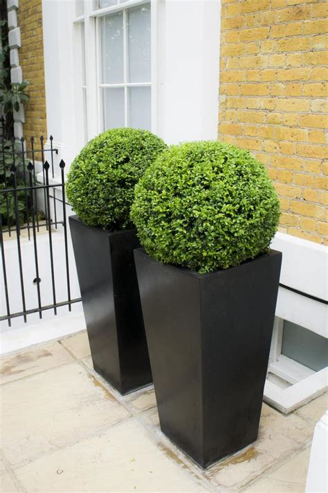 Polystone Tall Black Flared Square Planter with Buxus ball D 40cm – London Planters