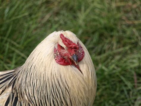 Black and White Rooster Strutting in Long Grass. Stock Photo - Image of feathers, green: 184296464