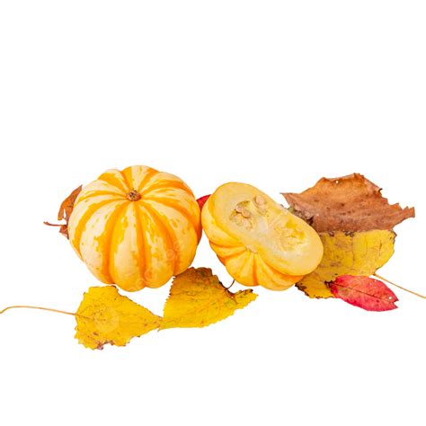 Autumn Maple Deciduous Pumpkin, Fall, Autumn, Maple Leaf PNG Transparent Image and Clipart for ...