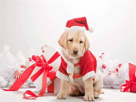 Xmas Puppies Wallpapers - Wallpaper Cave