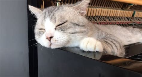 Sleeping Cat Unfazed as Owner Performs a Perfect Rendition of 'Merry Go Round of Life'