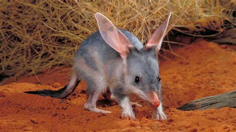 Eyre Peninsula bilby baby: Colony is surviving drought | Adelaide Now