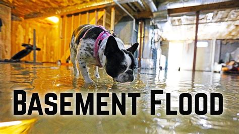 Flooded Basement Pictures Funny - Openbasement