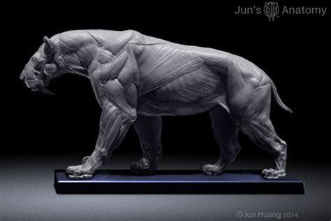 Smilodon in walking pose with Mouth-Closed Head. | Cat anatomy, Feline anatomy, Smilodon