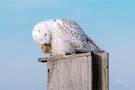 Snowy Owl on Nesting Box | peaceofnature