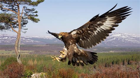 Scotland's native trees, plants and animals | Trees for Life