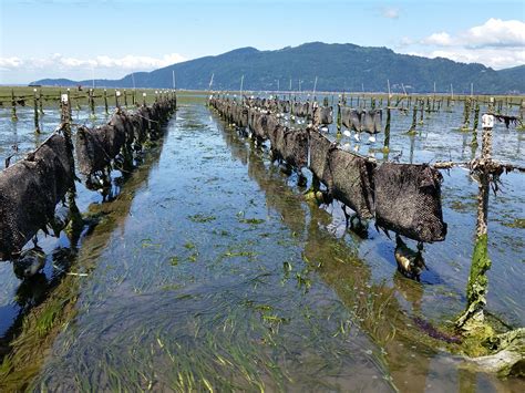 Oyster Farming — Penn Cove Shellfish