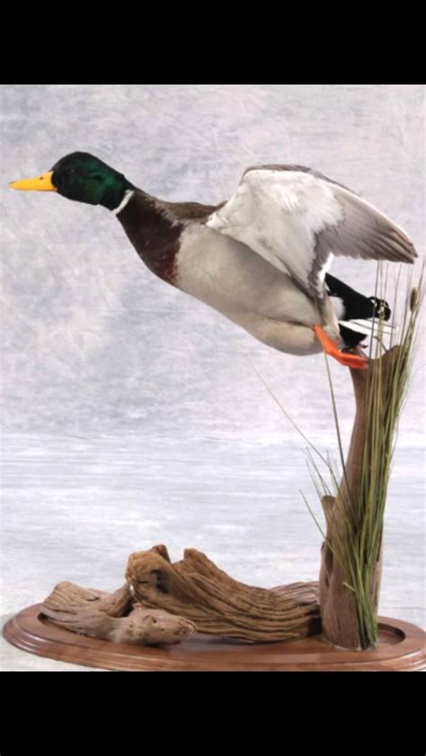 Wholesale Available | Taxidermy.net Forum