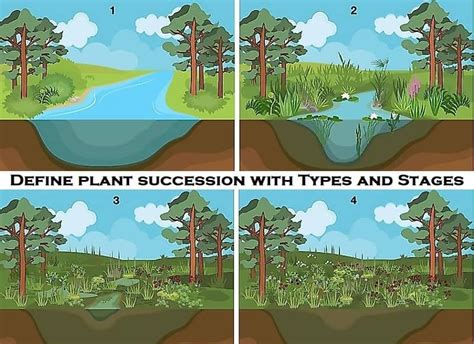 Describe An Example Of Primary Succession